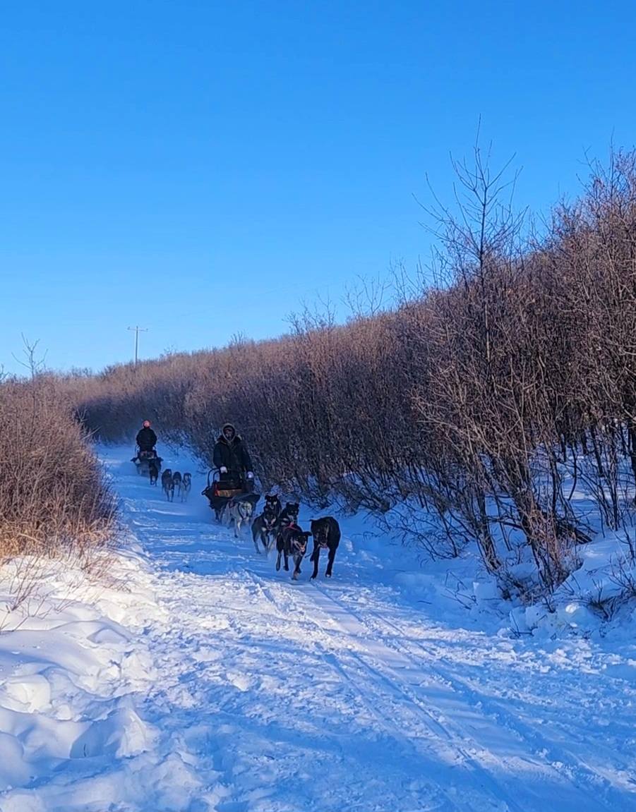 A Mini DogSledding Adventure